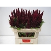 Amaranthus Red 75cm