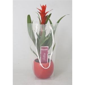 Guzmania 'Ostara' in rode bolpot in blanco draagtas