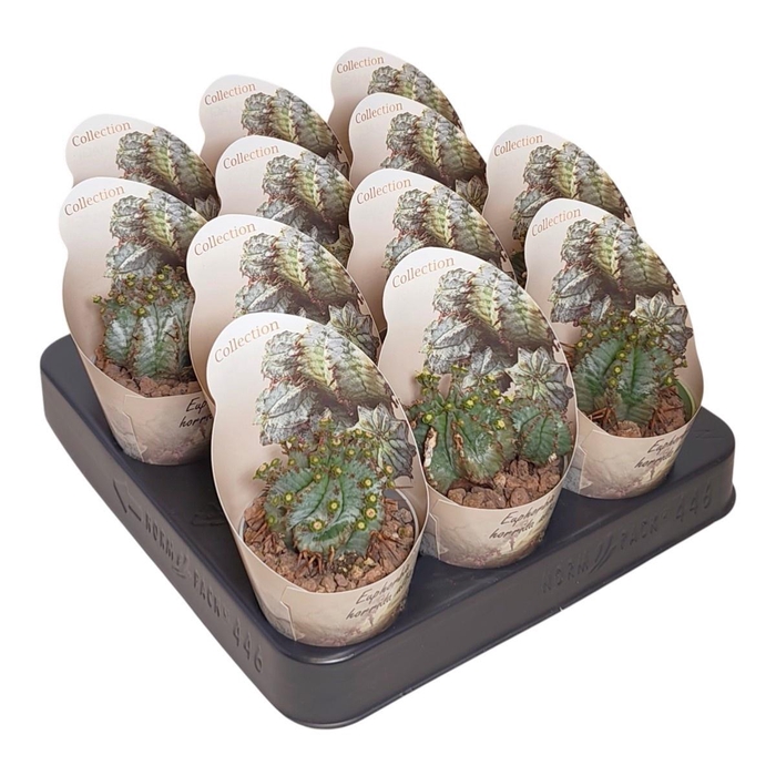 <h4>EUPHORBIA HORRIDA</h4>