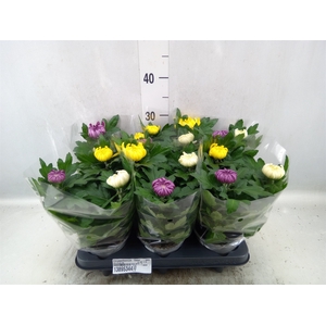 Chrysanthemum  'Deco'   ...mix