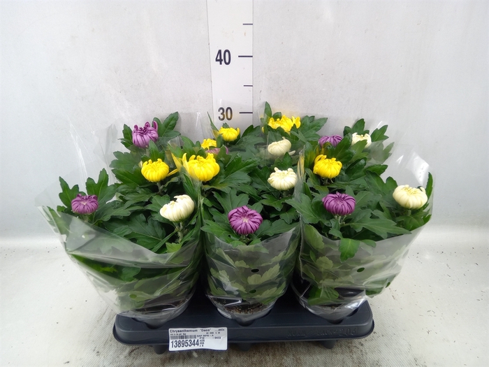 Chrysanthemum  'Deco'   ...mix