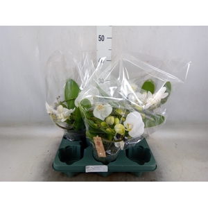 Phalaenopsis  'Muse White'