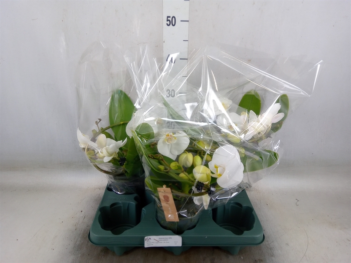 <h4>Phalaenopsis  'Muse White'</h4>