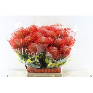 Leuco Co Ayoba Red 50cm