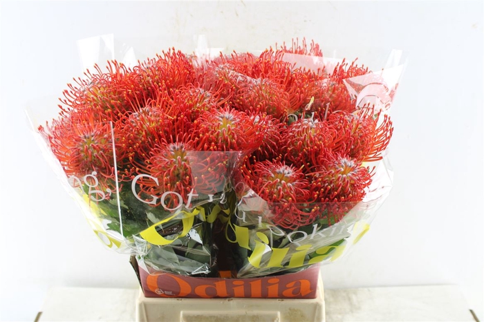 <h4>Leuco Co Ayoba Red 50cm</h4>