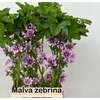 MALVA ZEBRINA