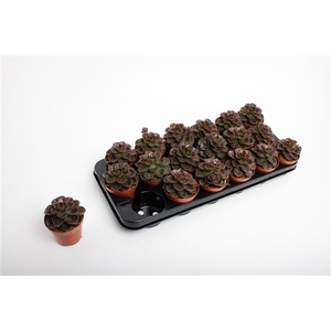 Echeveria Black Prince