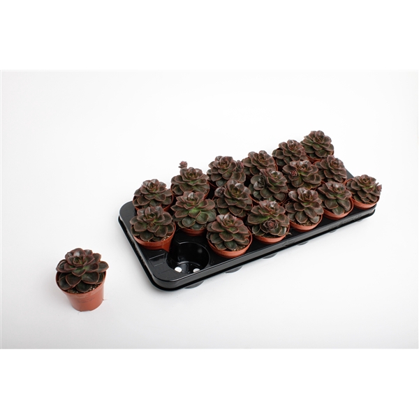 <h4>Echeveria Black Prince</h4>