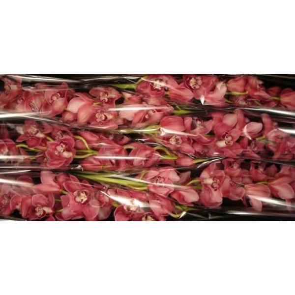 <h4>So gorgeous 80 cm</h4>