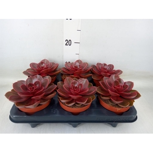 Echeveria   ...not flowering