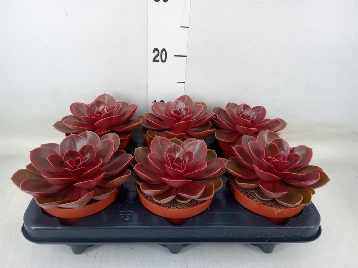 <h4>Echeveria   ...not flowering</h4>