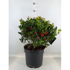 Ilex meserv. 'Blue Maid'
