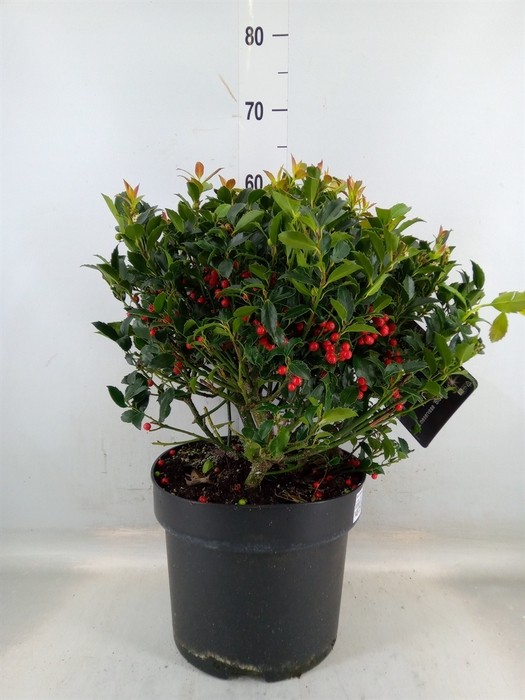 <h4>Ilex meserv. 'Blue Maid'</h4>