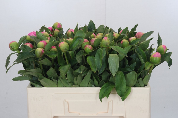 <h4>Paeonia Monsieur Jules Elie</h4>