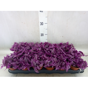 Tradescantia zebr. 'Pink Paradise'