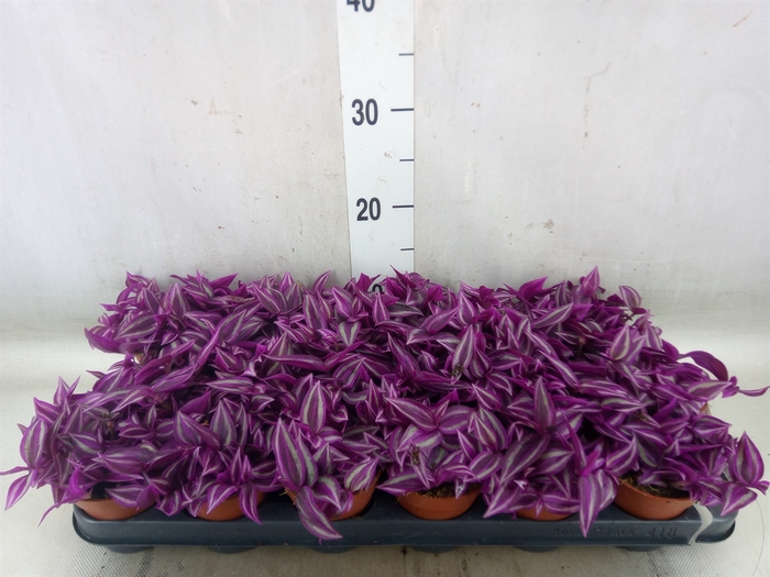 <h4>Tradescantia zebr. 'Pink Paradise'</h4>