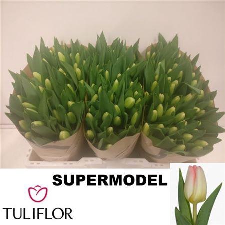 <h4>Tu En Supermodel</h4>