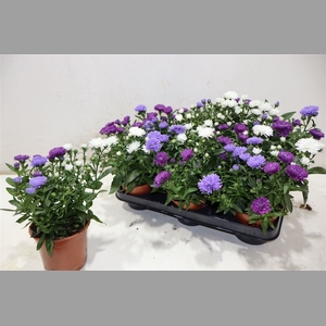 Aster Nb Victori Gem