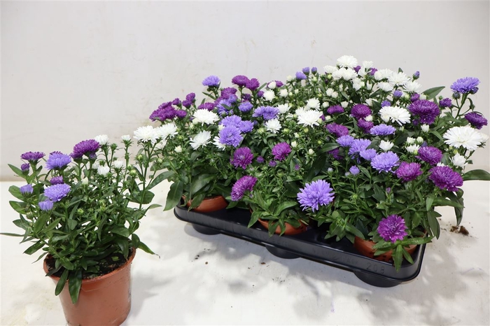 <h4>Aster Nb Victori Gem</h4>