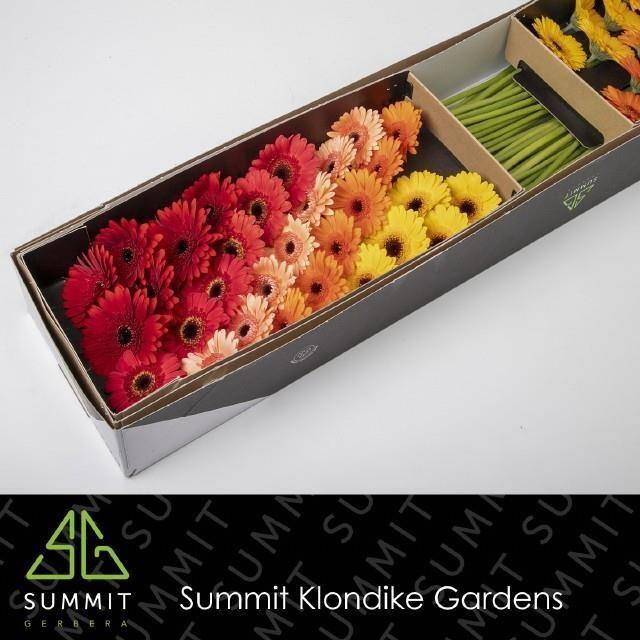 <h4>Germini Mix Dream Indian Summer Doos</h4>