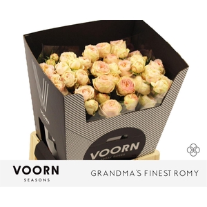 R Tr Grandmas Finest Romy
