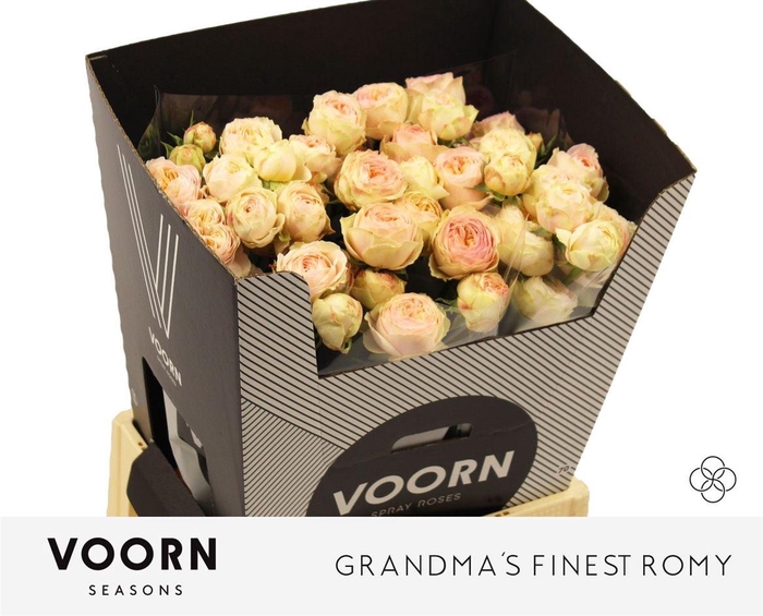 <h4>R Tr Grandmas Finest Romy</h4>
