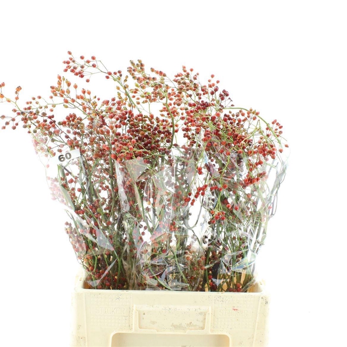<h4>ROSA CORALLO</h4>