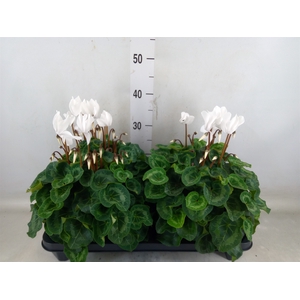 Cyclamen GR 'XL'
