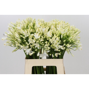 Agapanthus Gletsjer