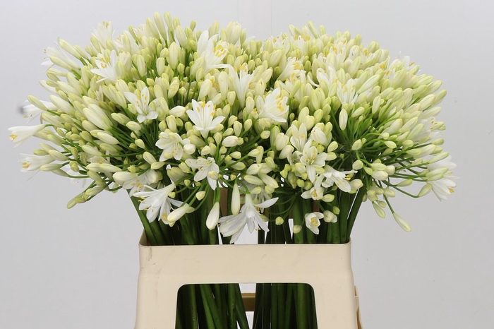 <h4>Agapanthus Gletsjer</h4>