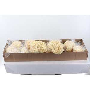 Hydr Preserved Almendra Jumbo