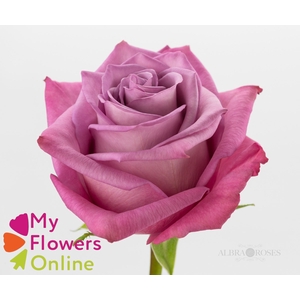 R Gr Moody Blues! Lavander 50cm EC