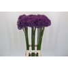Allium Gladiator