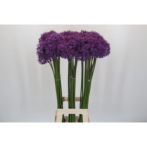 Allium Gladiator