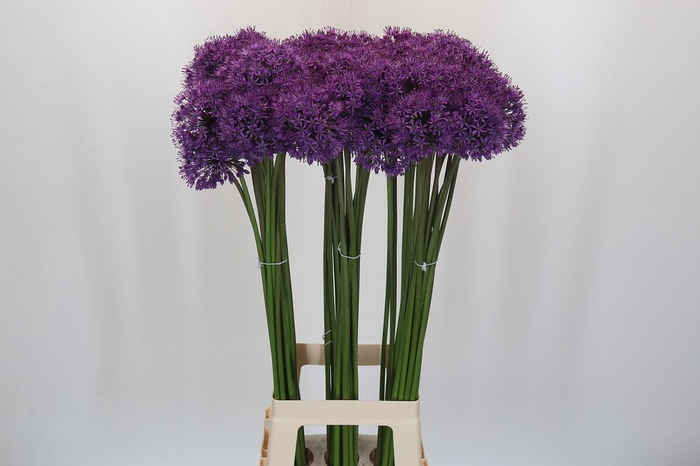 Allium Gladiator