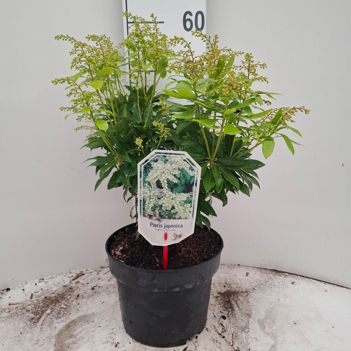 <h4>PIERIS JA WHITE CASC</h4>