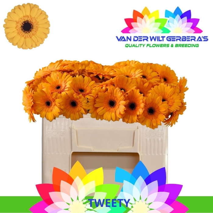 <h4>GE MI TWEETY</h4>