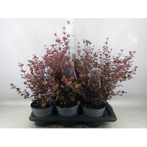 Lophomyrtus ralphii 'Black Pearl'