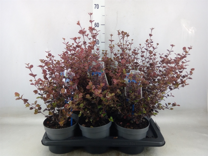 <h4>Lophomyrtus ralphii 'Black Pearl'</h4>