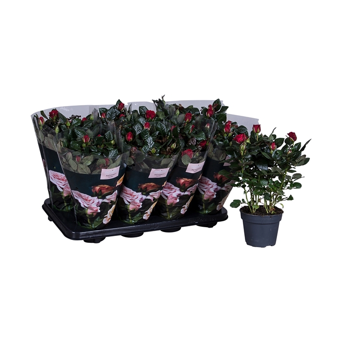<h4>Nolina Roses Ø 13 cm Red st. 0-1</h4>