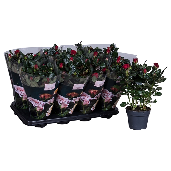 <h4>Nolina Roses Ø 13 cm Red</h4>