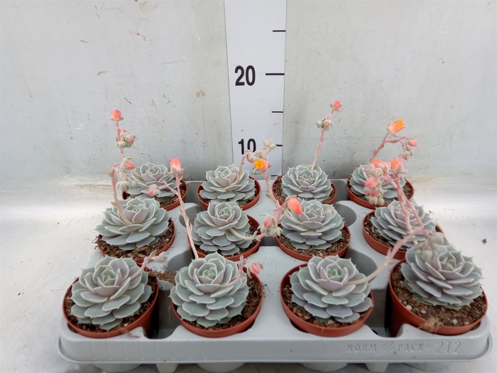 <h4>Echeveria   ...</h4>