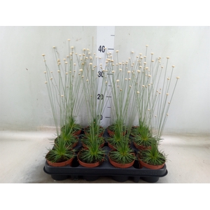 Synchonanthus  'Mikado'
