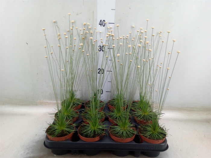 <h4>Synchonanthus  'Mikado'</h4>