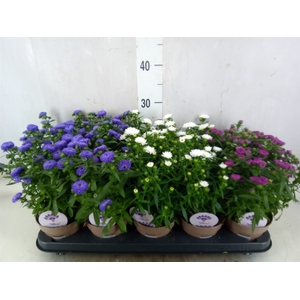 Aster  'Crown'   ...mix