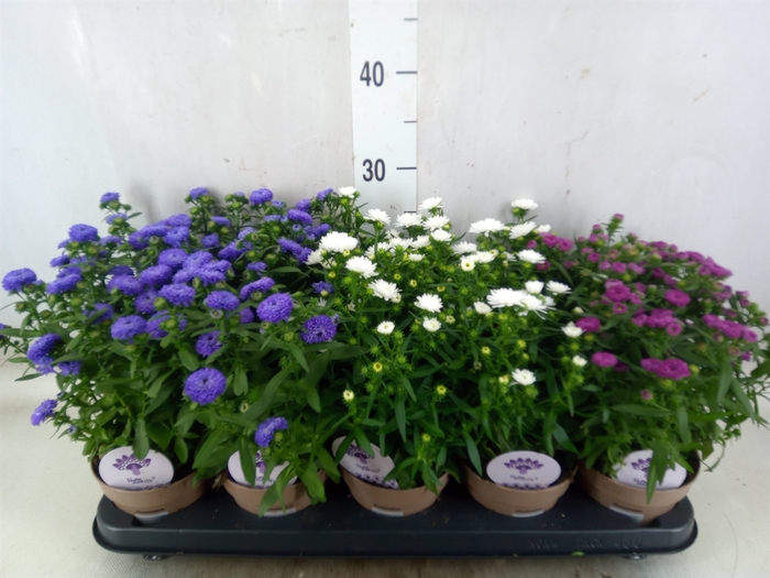 <h4>Aster  'Crown'   ...mix</h4>