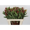 Protea Robijn