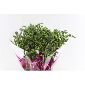 Fr Du Honeymoon Pink