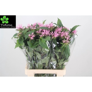 Monarda Pink Supreme