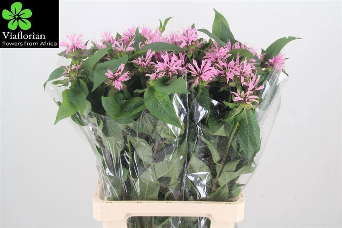 <h4>Monarda Pink Supreme</h4>